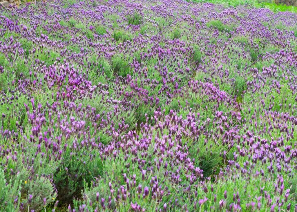 Španjolska lavanda: Vodič za Lavandulu Stoechas 4 Spanish Lavender Lavandula stoechas 15915915914