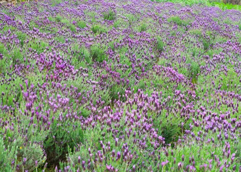 Spanish Lavender Lavandula stoechas 15915915914