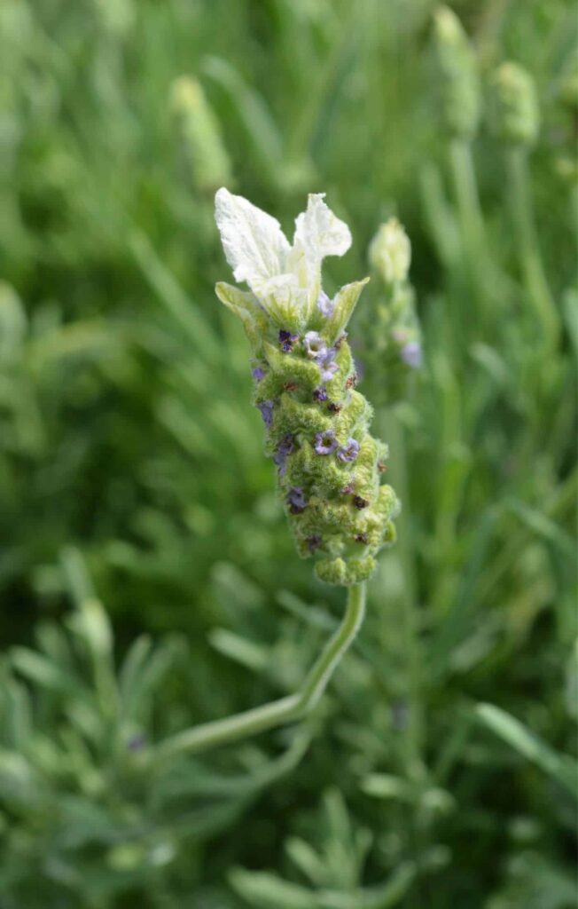 Španjolska lavanda: Vodič za Lavandulu Stoechas 3 Spanish Lavender Lavandula stoechas 15915915916