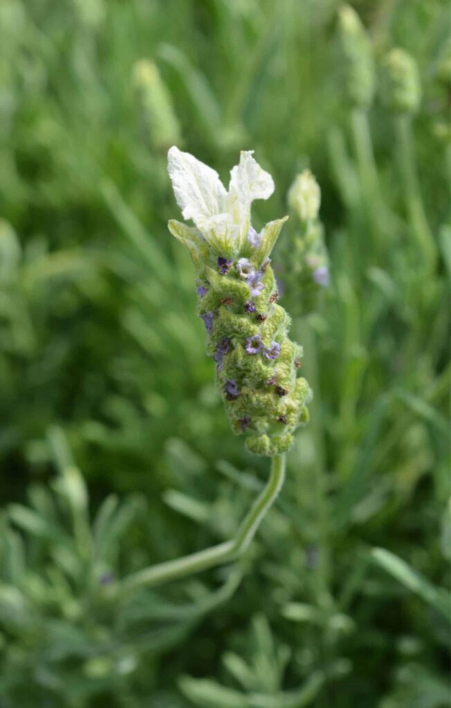 Spanish Lavender Lavandula stoechas 15915915916