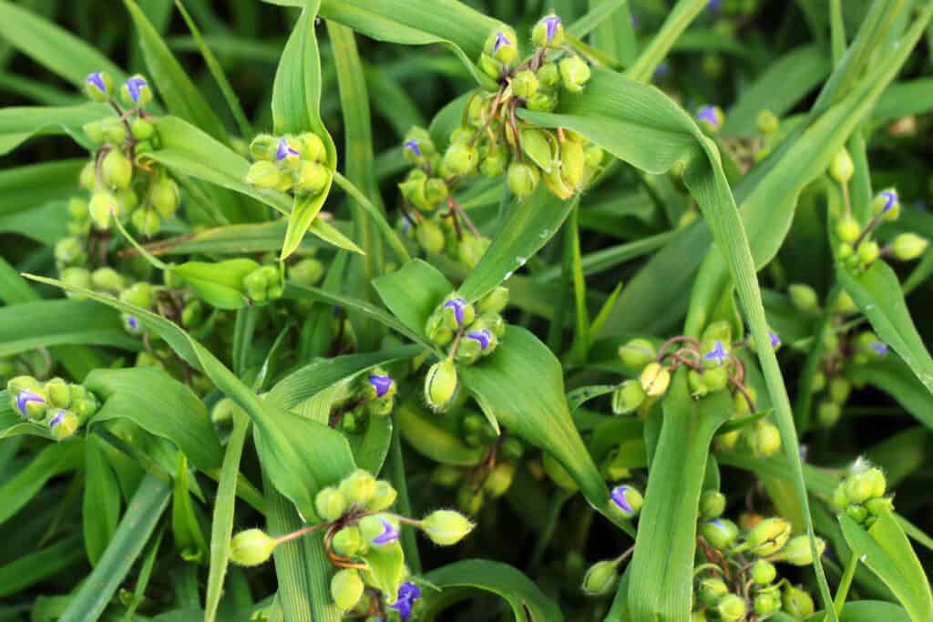 Spiderwort Vodic za uzgoj cvjetnih vrtnih biljaka Tradescantia47987793811