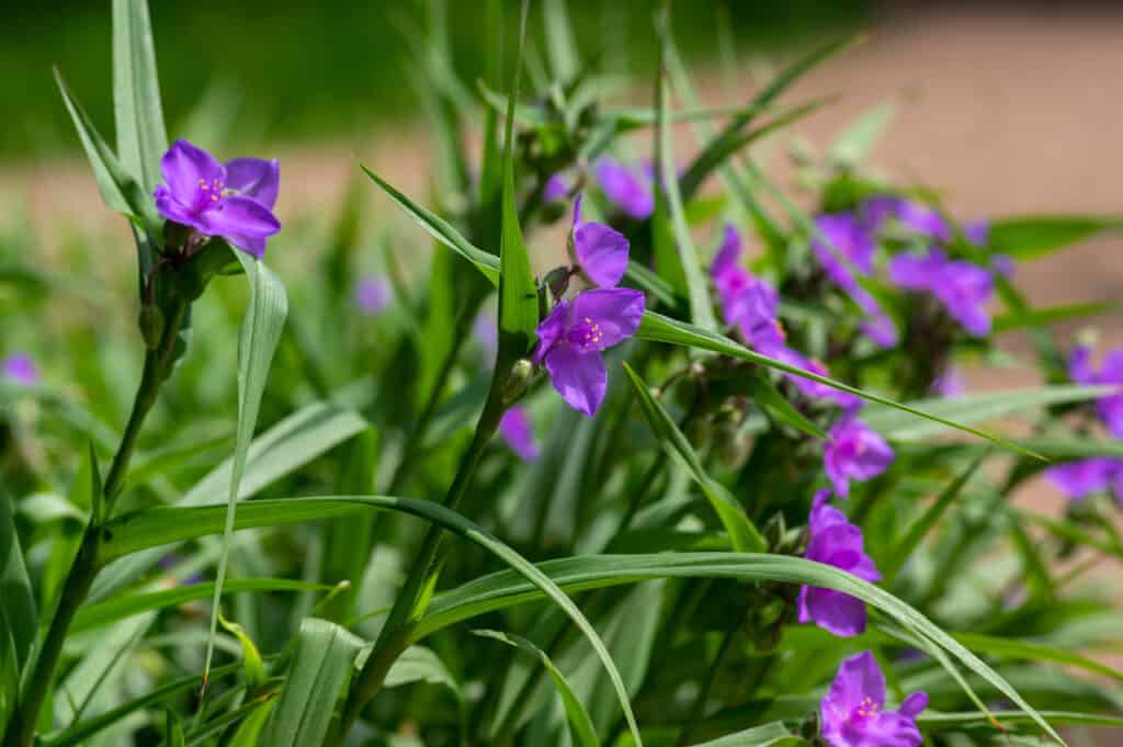 Spiderwort Vodic za uzgoj cvjetnih vrtnih biljaka Tradescantia47987793812