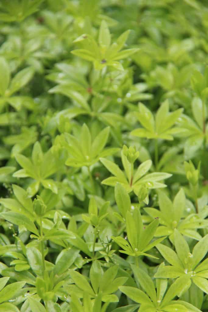 Drvosječa (Galium odoratum): šumska prizemna biljka koja voli sjenu 3 Sweet Woodruff Galium odoratum sumska prizemna biljka koja voli sjenu79834554398711