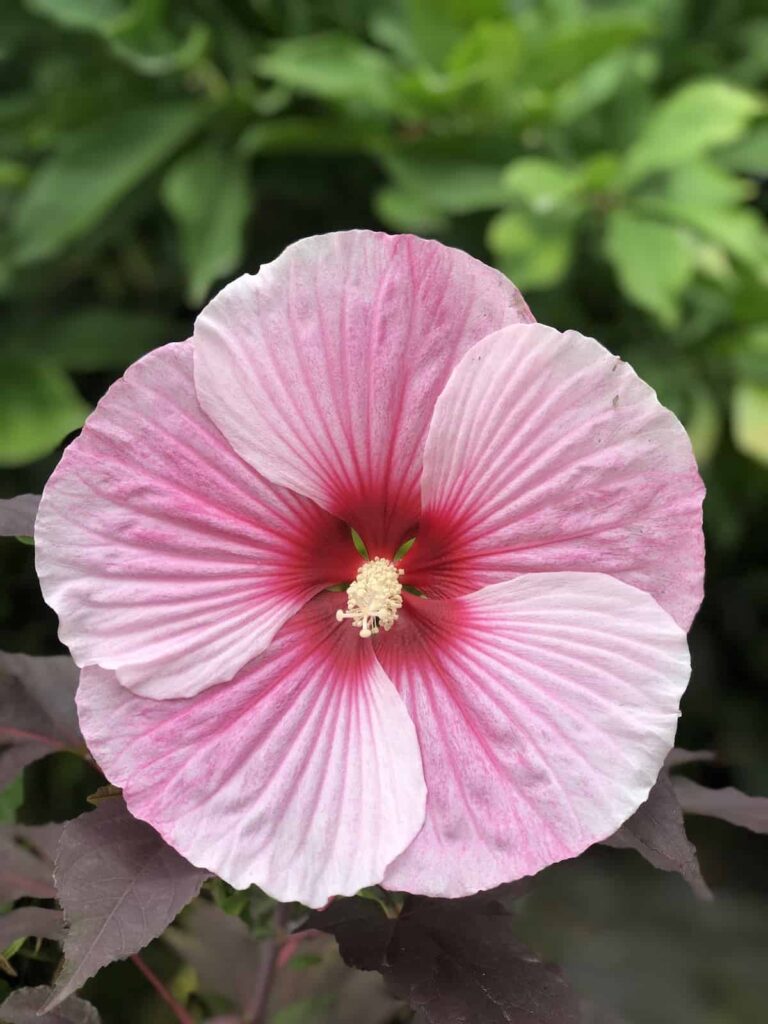 Vodič za njegu i uzgoj biljaka hibiskusa 2 Tanjur za veceru Vodic za njegu i uzgoj biljaka hibiskusa9873455498719