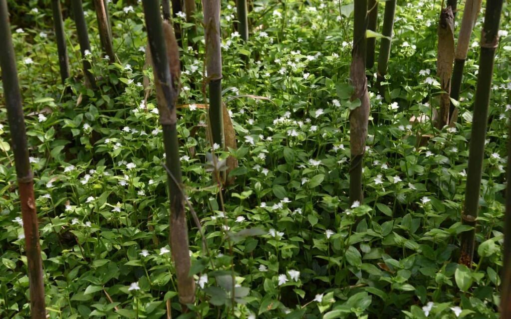 Tradescantia Fluminensis Vodic za uzgoj zelene inch biljke3521352112