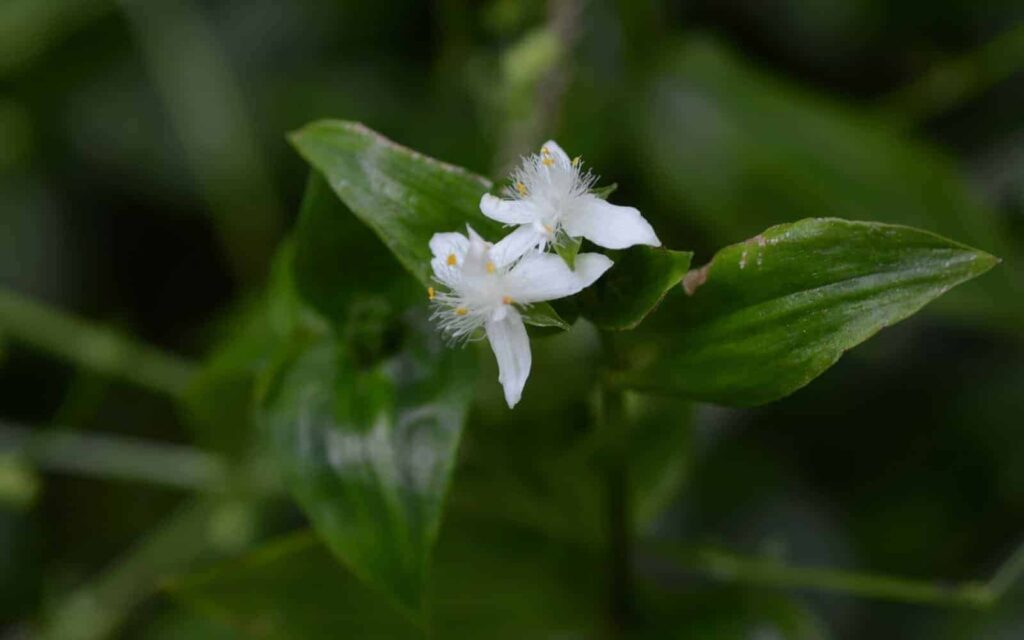 Tradescantia Fluminensis Vodic za uzgoj zelene inch biljke3521352113