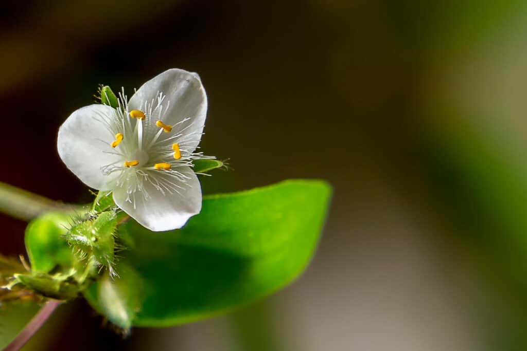 Tradescantia Fluminensis Vodic za uzgoj zelene inch biljke3521352114