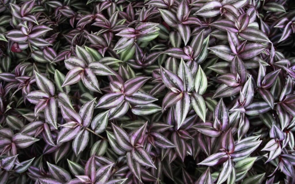 Tradescantia Zebrina: Vodič za uzgoj 4 Tradescantia Zebrina Vodic za uzgoj prugaste incne biljke5421542112