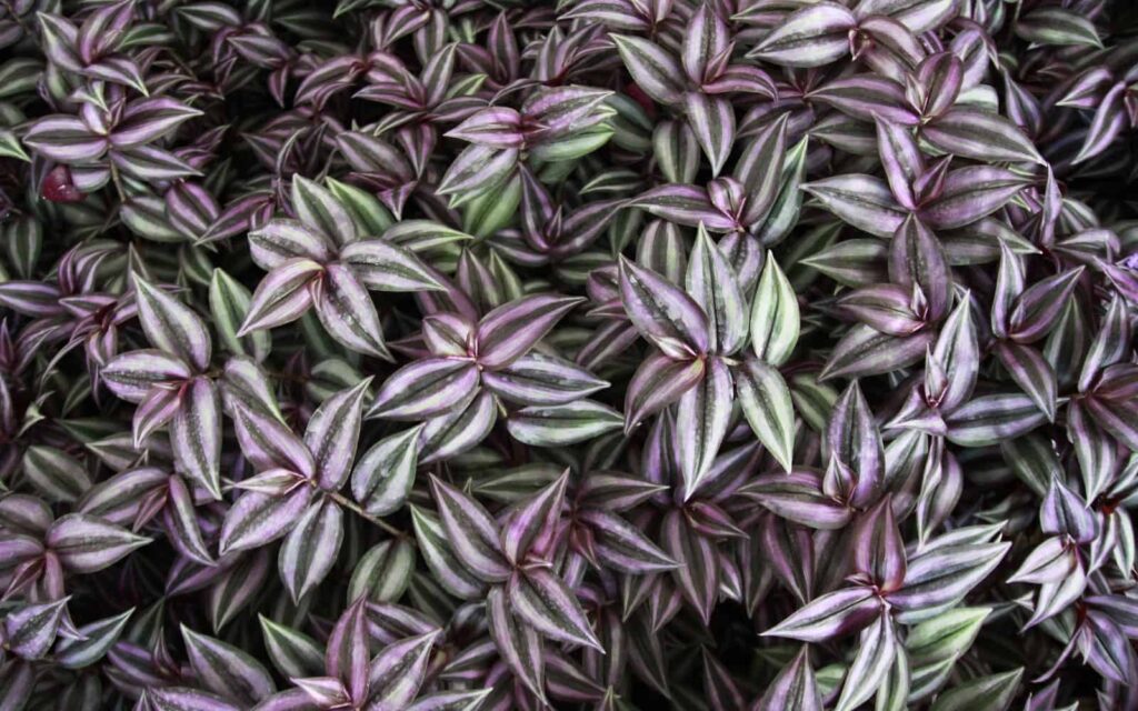 Tradescantia Zebrina Vodic za uzgoj prugaste incne biljke5421542112