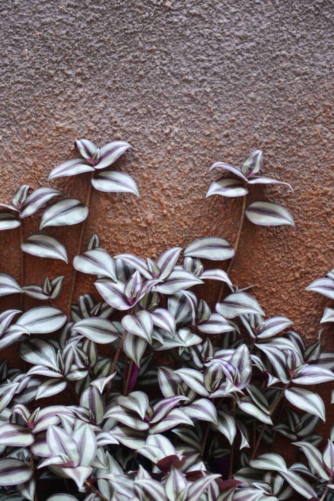 Tradescantia Zebrina Vodic za uzgoj prugaste incne biljke5421542113