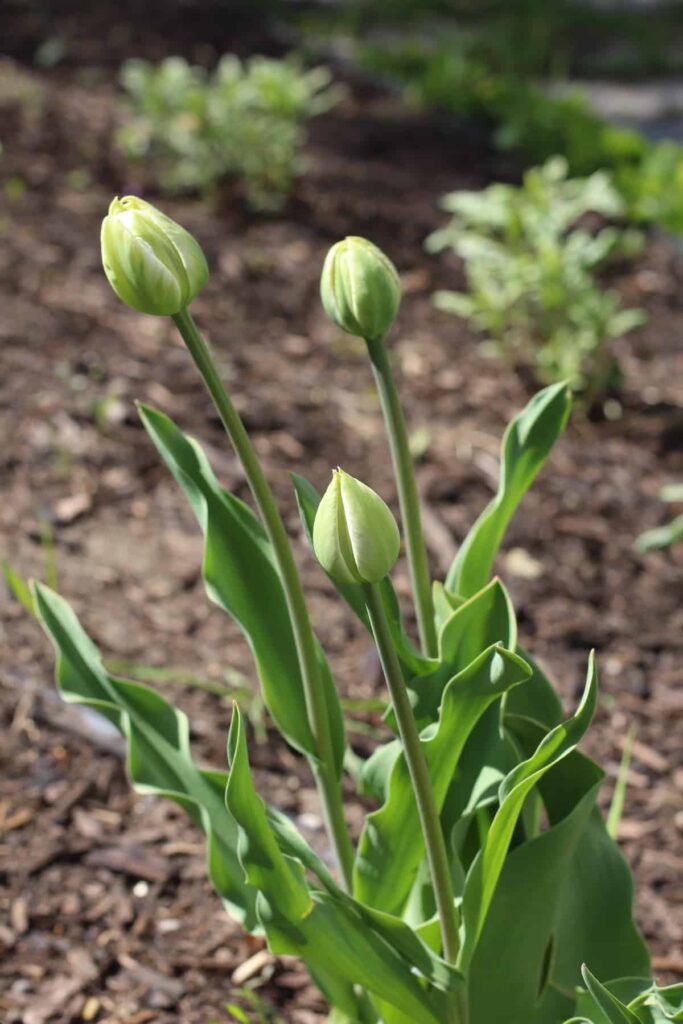 Trajnice za sadnju s tulipanima popis savrsenih parova43597854354398711
