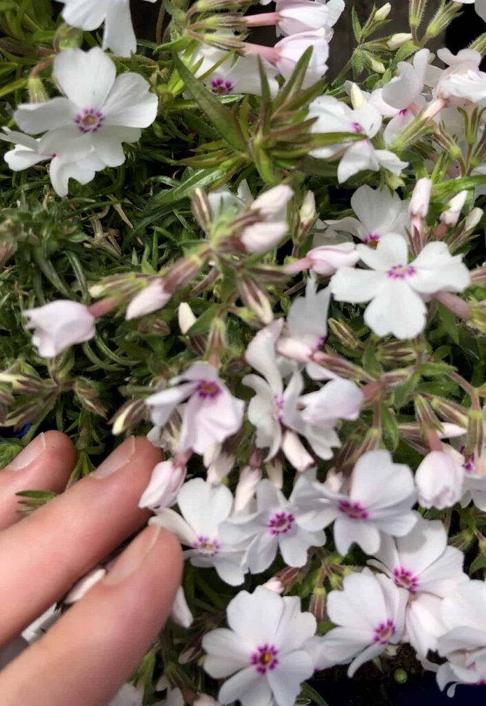 Trajnice za sadnju s tulipanima: popis savršenih susjeda 4 Trajnice za sadnju s tulipanima popis savrsenih parova43597854354398715