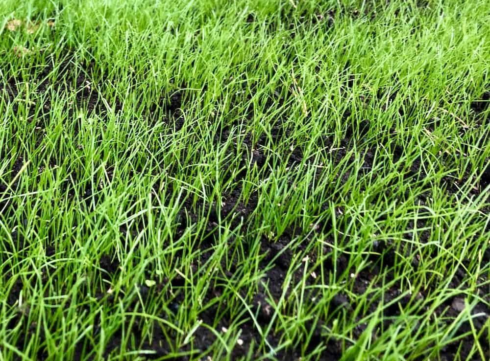 Uzgoj trave s psima u blizini Savjeti o travnjaku za roditelje kucnih ljubimaca8998735498716