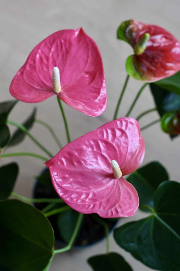 Vodič za njegu i uzgoj sobnu biljku Anthurium 6 Vodic za njegu biljaka i uzgoj sobnih biljaka Anthurium534879854311