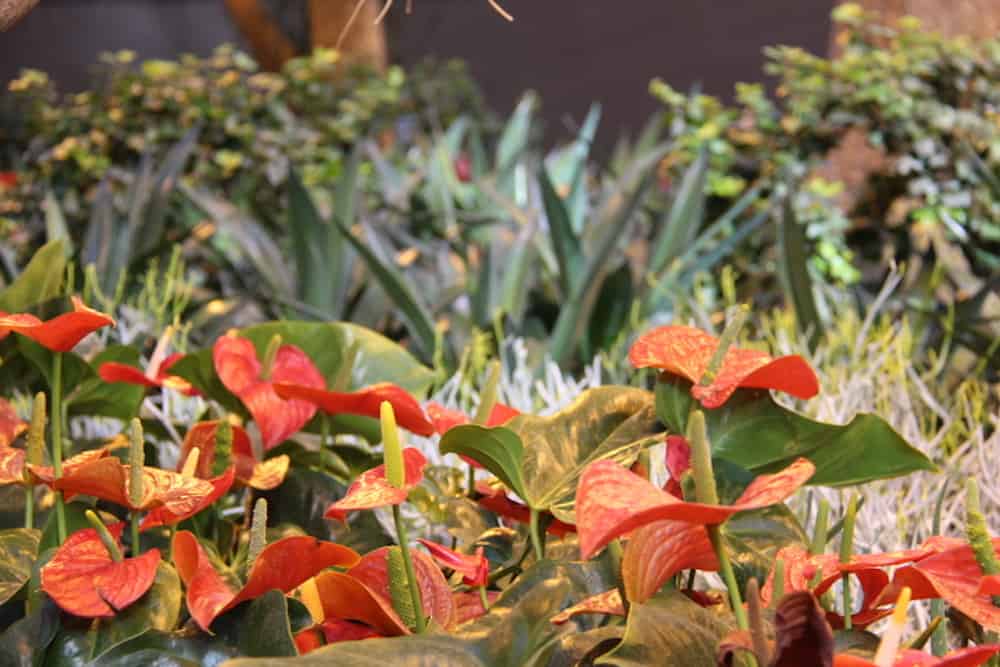Vodič za njegu i uzgoj sobnu biljku Anthurium 5 Vodic za njegu biljaka i uzgoj sobnih biljaka Anthurium534879854312