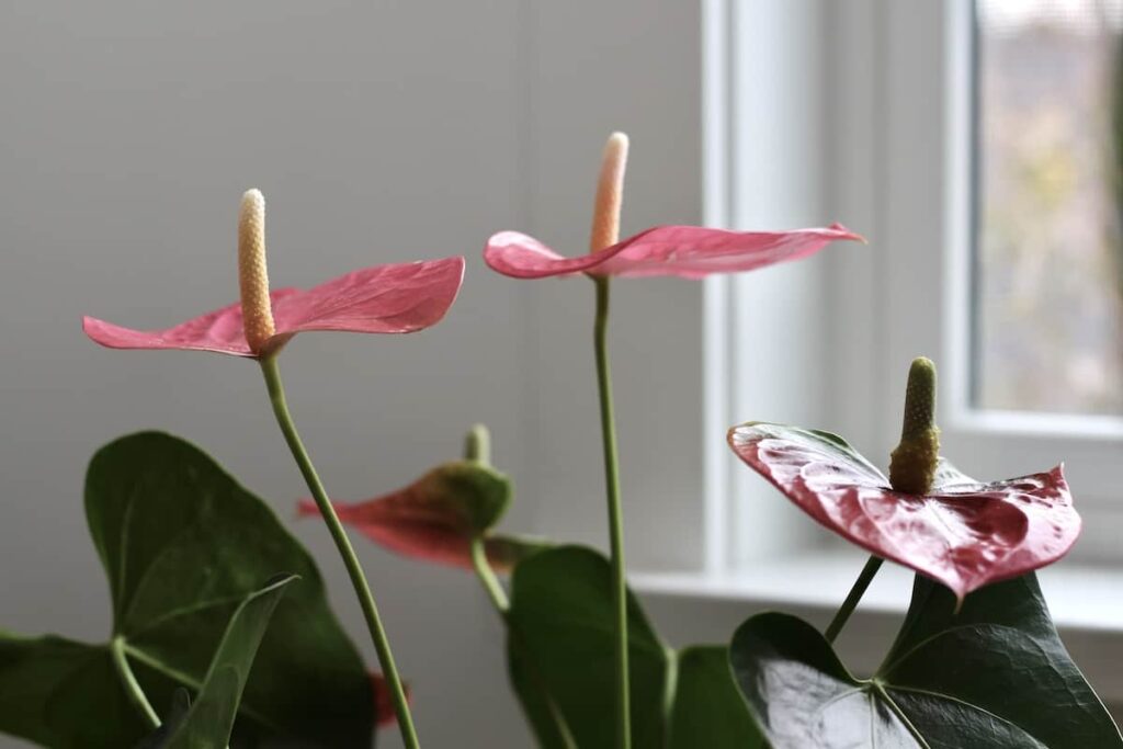 Vodič za njegu i uzgoj sobnu biljku Anthurium 4 Vodic za njegu biljaka i uzgoj sobnih biljaka Anthurium534879854313