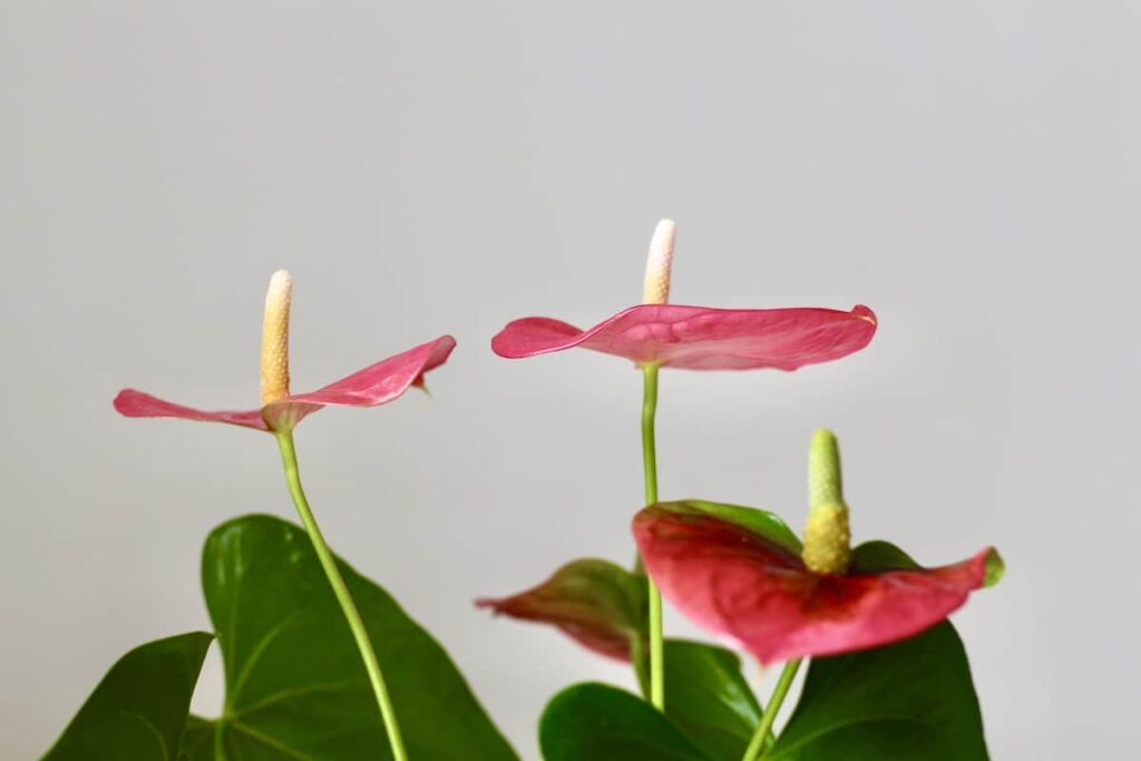 Vodič za njegu i uzgoj sobnu biljku Anthurium 3 Vodic za njegu biljaka i uzgoj sobnih biljaka Anthurium534879854314