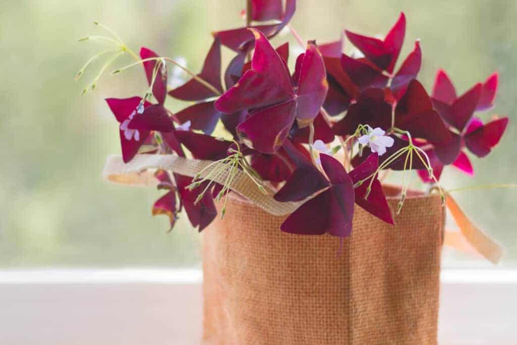 Vodič za njegu i uzgoj Oxalis Triangularis-a (ljubičaste djeteline) 4 Vodic za njegu i uzgoj biljaka Oxalis Triangularis biljka ljubicaste djeteline455445945911