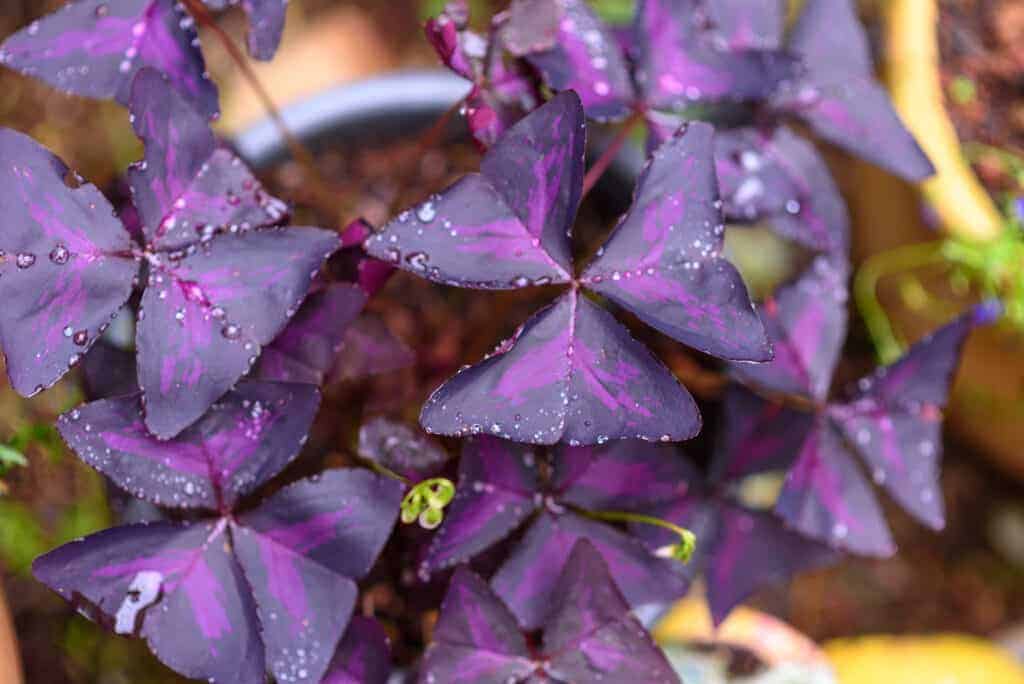 Vodič za njegu i uzgoj Oxalis Triangularis-a (ljubičaste djeteline) 3 Vodic za njegu i uzgoj biljaka Oxalis Triangularis biljka ljubicaste djeteline455445945912