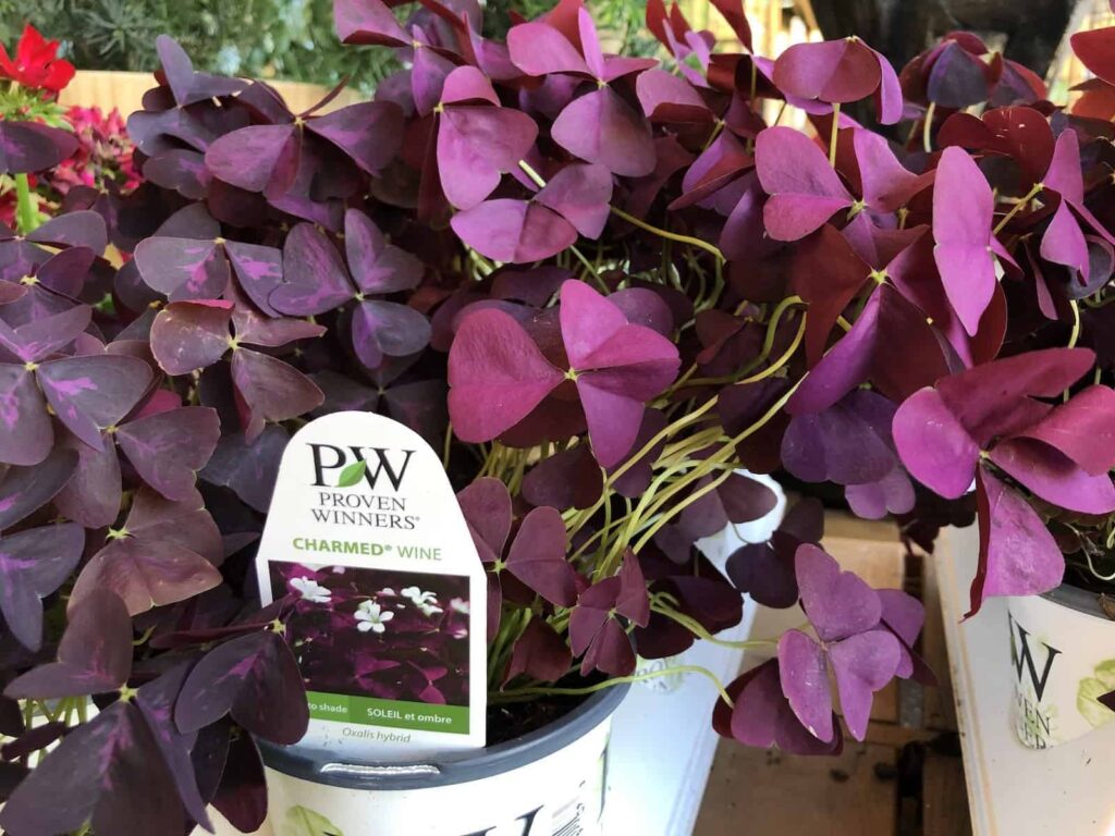 Vodič za njegu i uzgoj Oxalis Triangularis-a (ljubičaste djeteline) 2 Vodic za njegu i uzgoj biljaka Oxalis Triangularis biljka ljubicaste djeteline455445945913