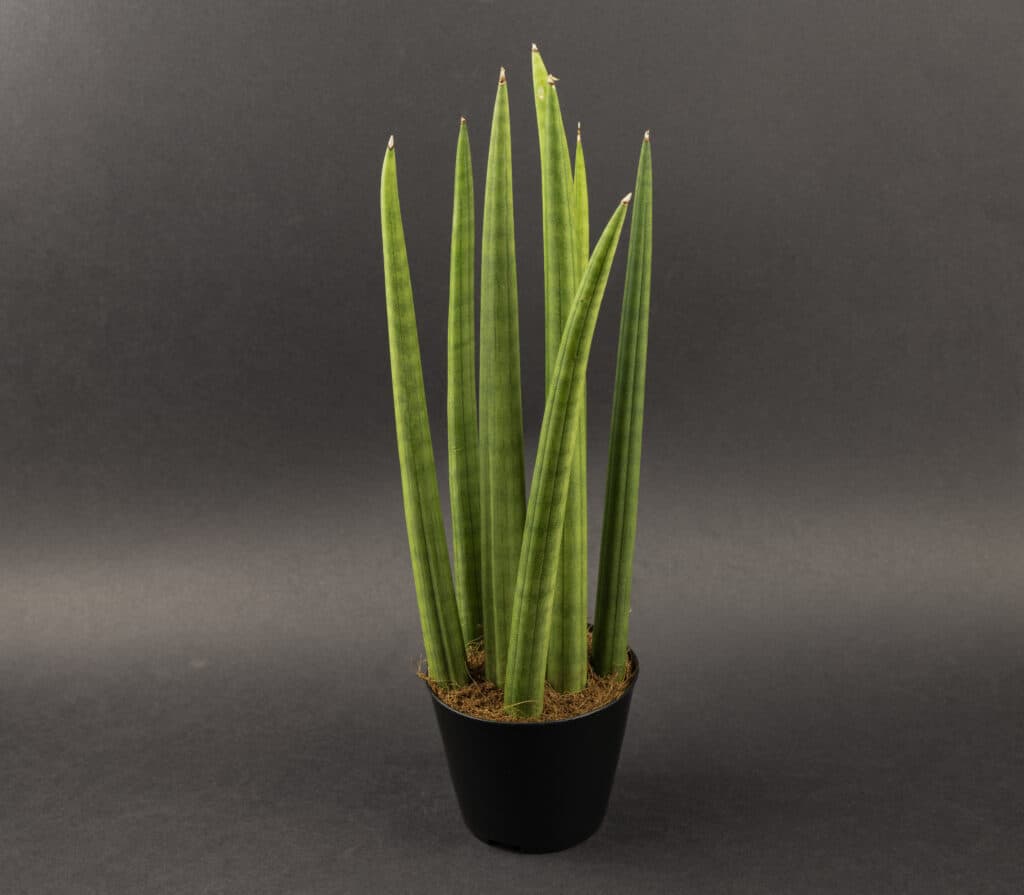 Vodic za njegu i uzgoj biljaka Sansevieria Cylindrica Dracaena angolensis879785358411