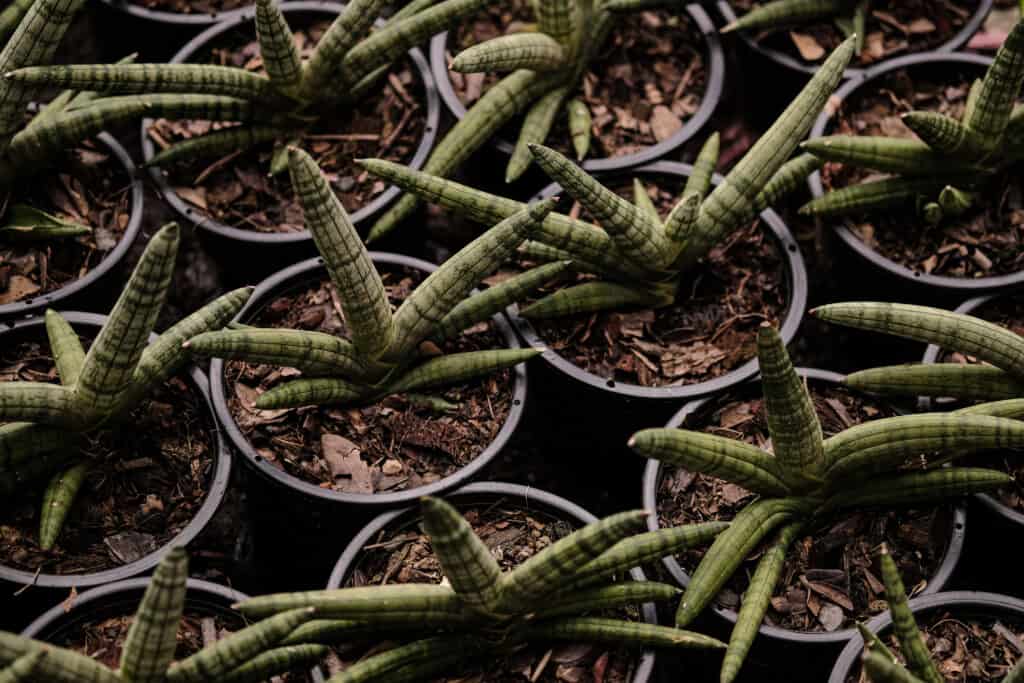 Vodic za njegu i uzgoj biljaka Sansevieria Cylindrica Dracaena angolensis879785358412