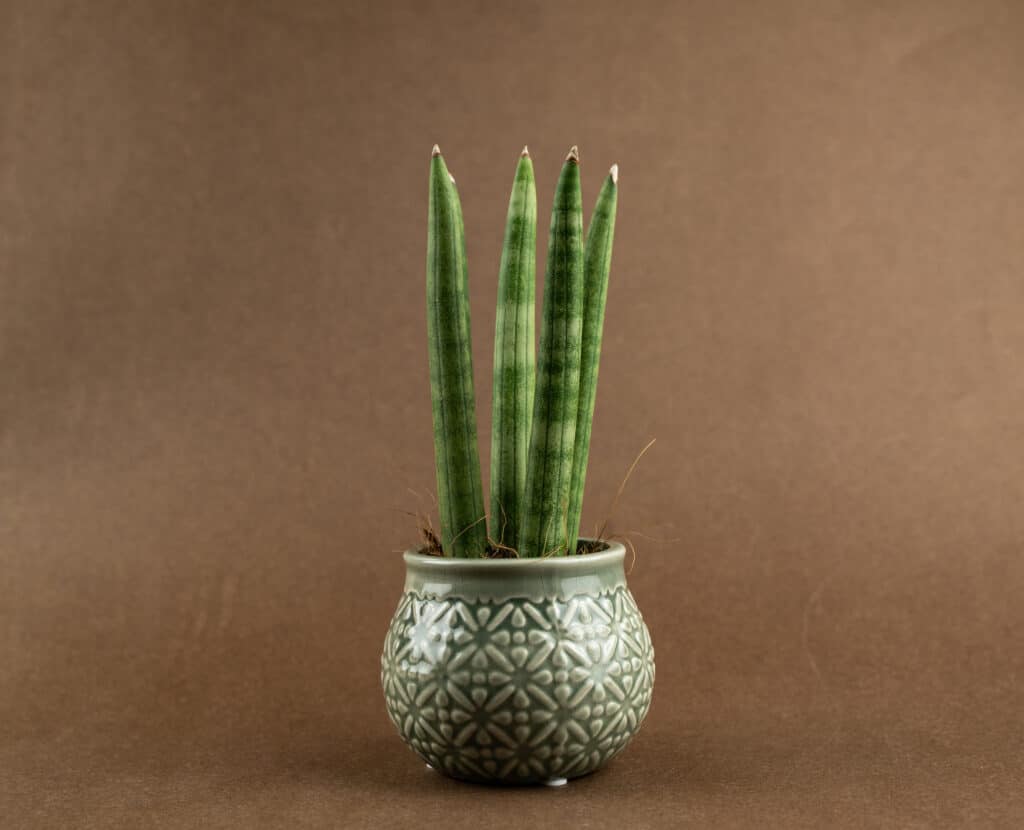 Vodič za njegu i uzgoj Sansevierije Cylindrice (Dracaena angolensis) 2 Vodic za njegu i uzgoj biljaka Sansevieria Cylindrica Dracaena angolensis879785358413