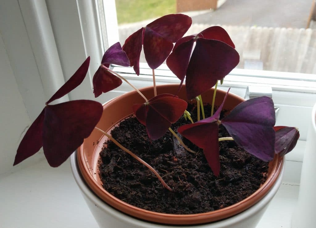 Njega Oxalis Triangularis – Kako uzgajati ljubičastu djetelinu 6 Njega Oxalis Triangularis – Kako uzgajati ljubicastu djetelinu7859344345 wop