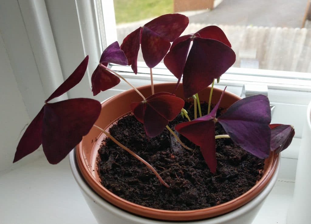 Njega Oxalis Triangularis – Kako uzgajati ljubicastu djetelinu7859344345 wop