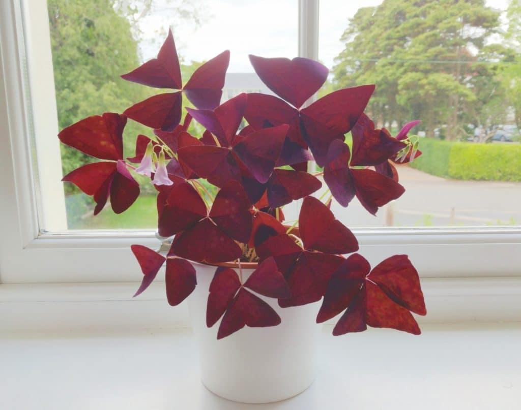 Njega Oxalis Triangularis – Kako uzgajati ljubicastu djetelinu7985433543453 wop