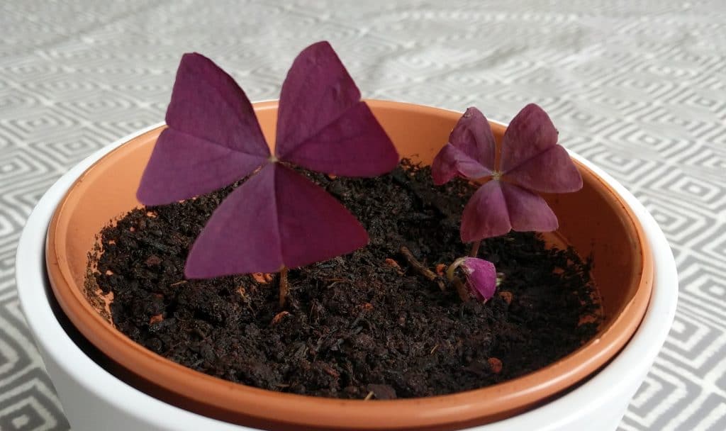 Njega Oxalis Triangularis – Kako uzgajati ljubicastu djetelinu890564498065446490855 wop