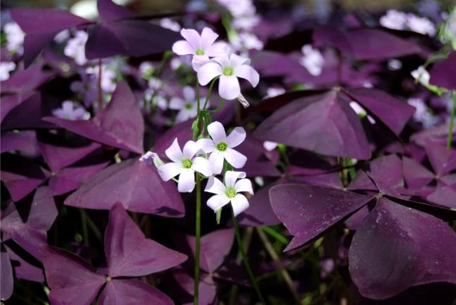 Njega Oxalis Triangularis – Kako uzgajati ljubicastu djetelinu8957043436534 wop