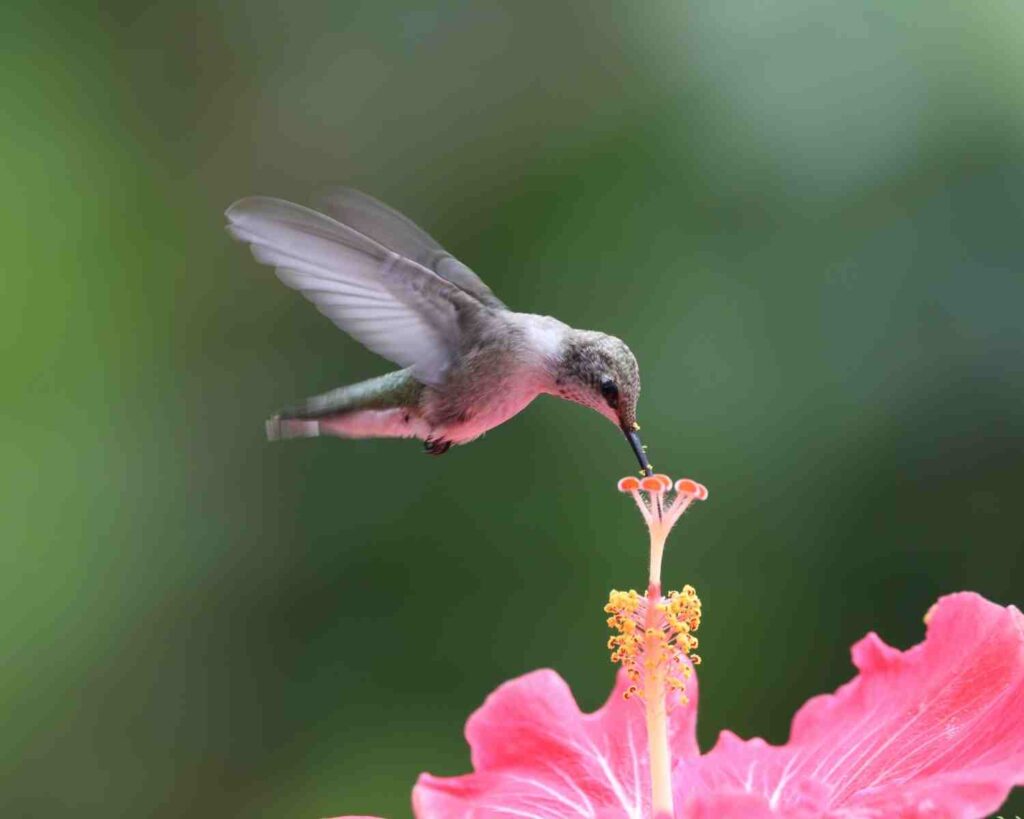 Hranjenje kolibrica jednostavni savjeti za pocetnike koji promatraju ptice5768944338733 wop