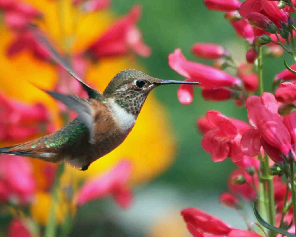 Hranjenje kolibrica jednostavni savjeti za pocetnike koji promatraju ptice57893447553488 wop